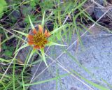 Tragopogon pseudomajor