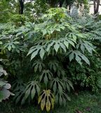 Fatsia japonica