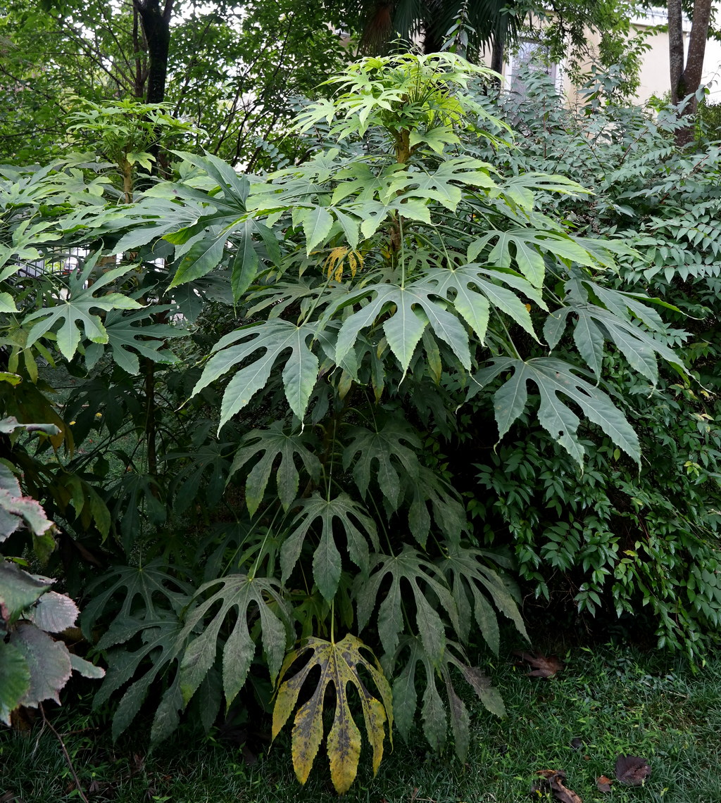 Image of Fatsia japonica specimen.