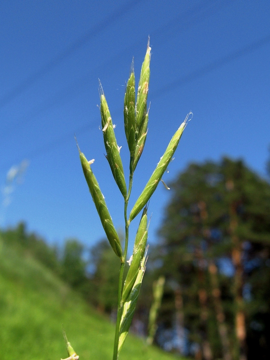 Изображение особи Brachypodium pinnatum.