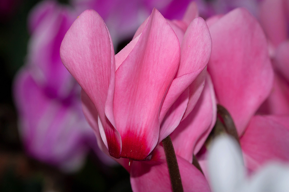 Изображение особи Cyclamen persicum.