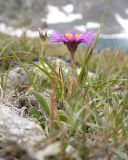 Erigeron venustus. Цветущее растение среди листьев Carex и Campanula biebersteiniana. Карачаево-Черкесия, Урупский р-н, Кавказский биосферный заповедник, Имеретинские озёра, оз. Безмолвия, ≈ 2550 м н.у.м., альпийский луг. 27.07.2022.