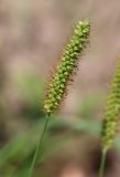 Setaria pumila