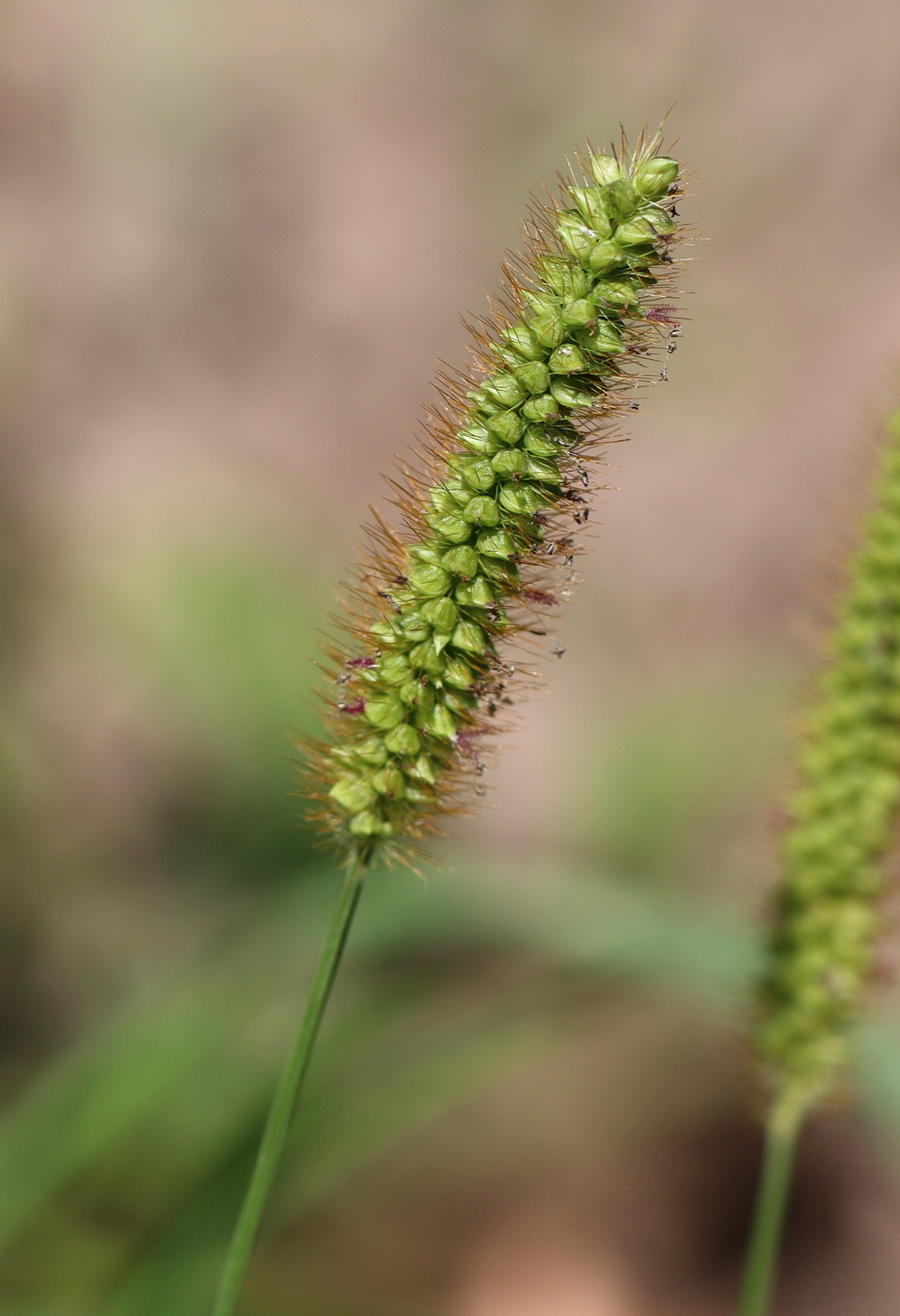 Image of Setaria pumila specimen.