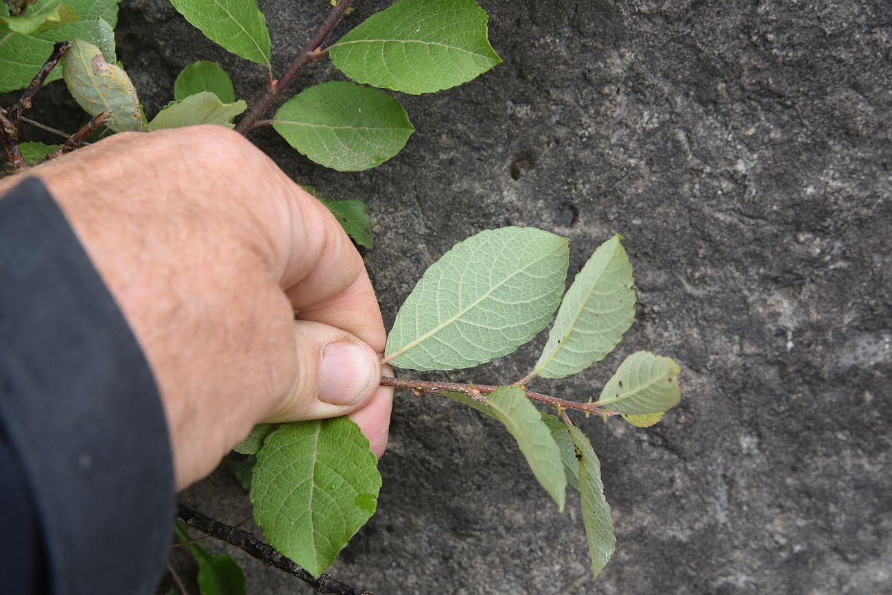Image of Salix caprea specimen.