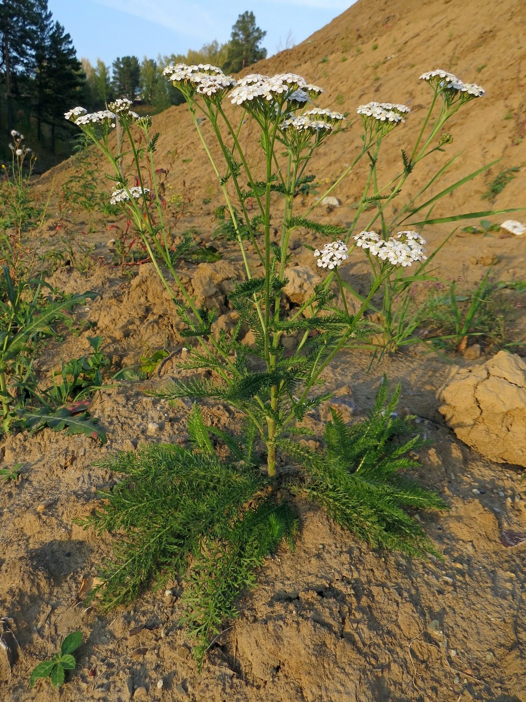 Изображение особи Achillea millefolium.