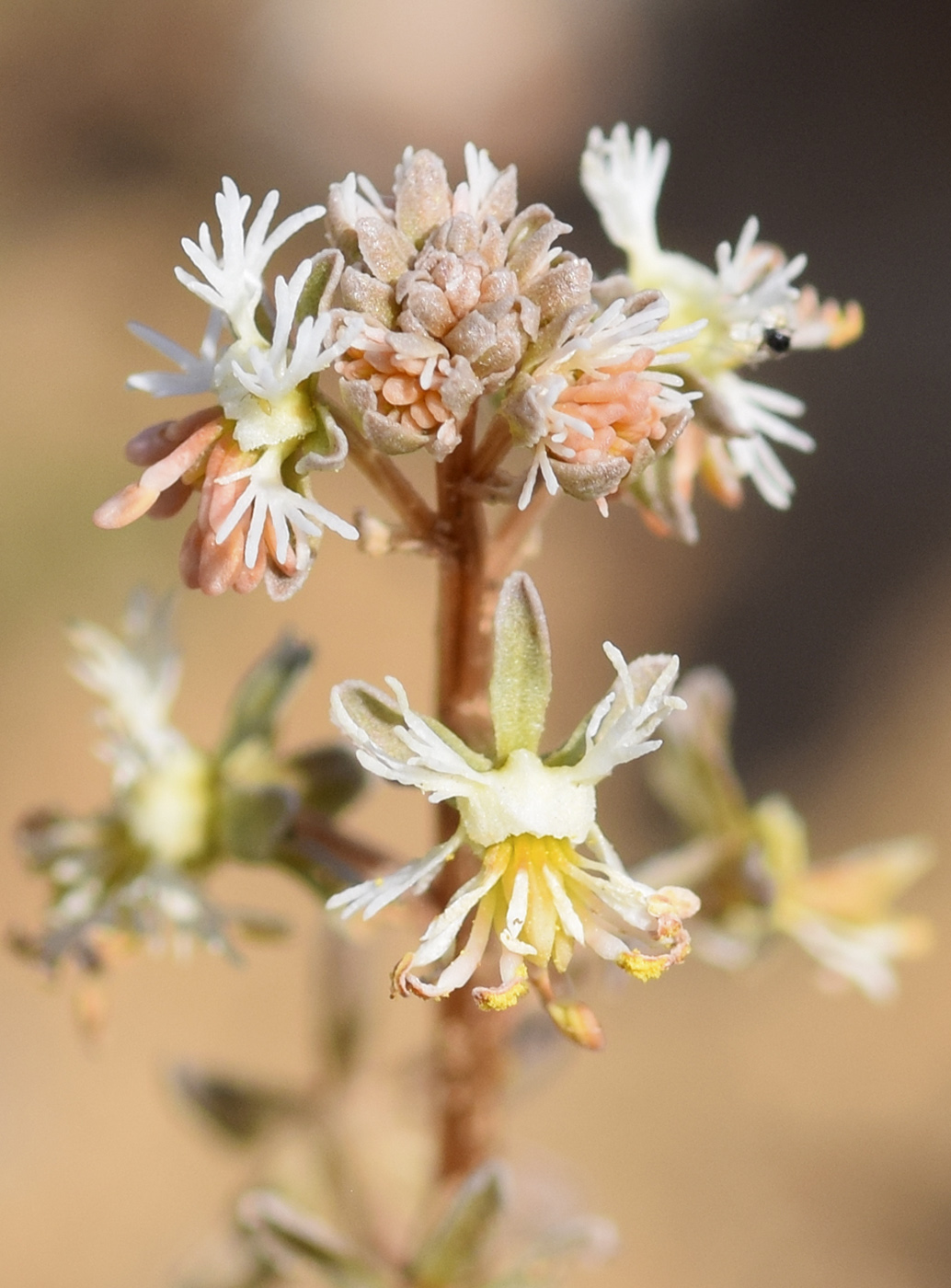 Изображение особи Reseda phyteuma.