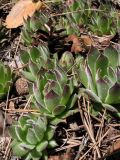 Sempervivum ruthenicum