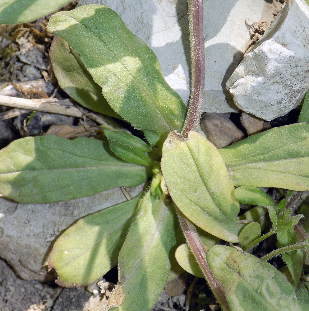 Image of Valerianella turgida specimen.