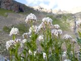 Cardamine uliginosa. Верхушка растения с соцветиями с цветками и завязавшимися плодами. Карачаево-Черкесия, Урупский р-н, Кавказский биосферный заповедник, Имеретинские озёра, дол. оз. Географов, ≈ 2700 м н.у.м., среди камней у кромки воды. 27.07.2022.