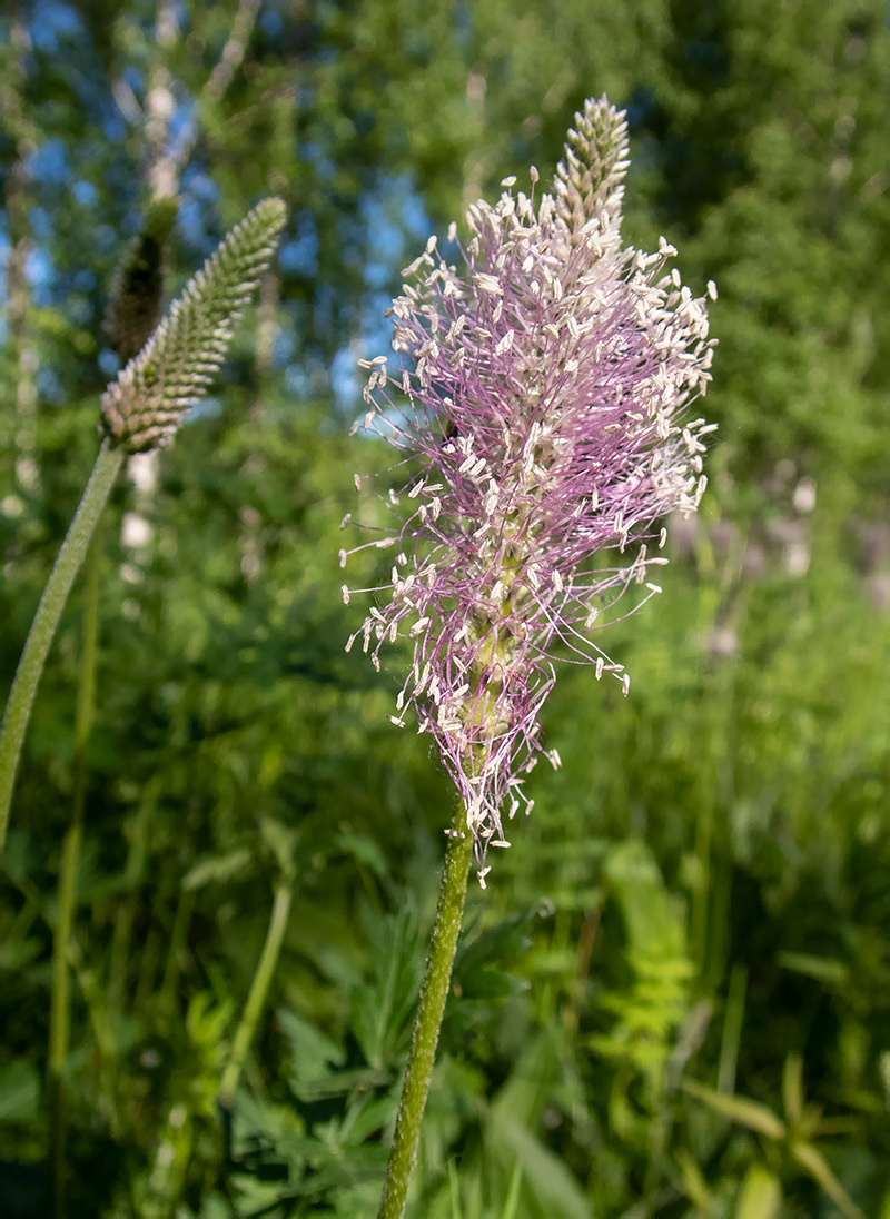 Image of Plantago media specimen.