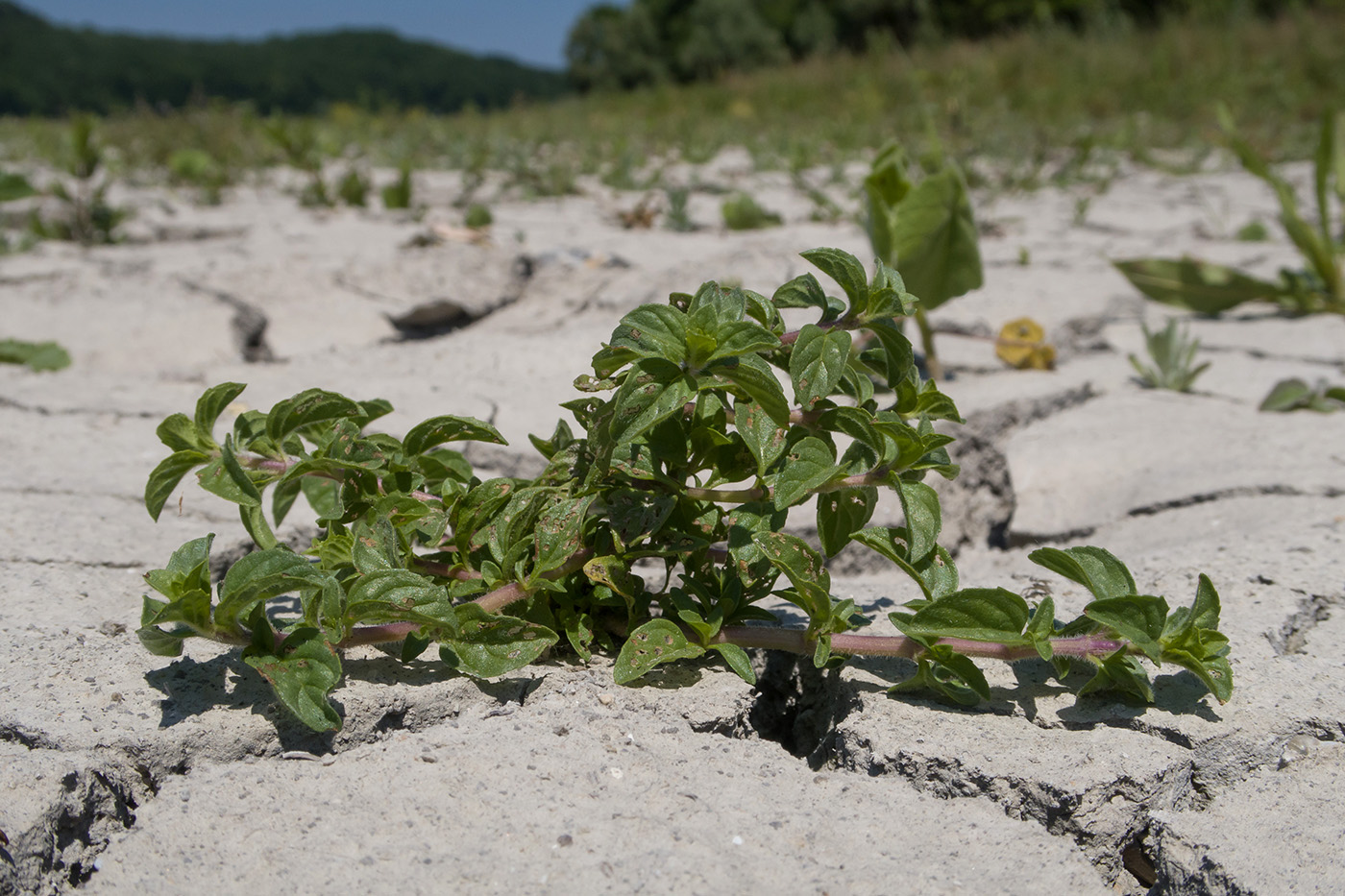 Изображение особи Mentha pulegium.