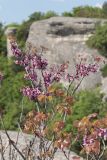 Cercis siliquastrum