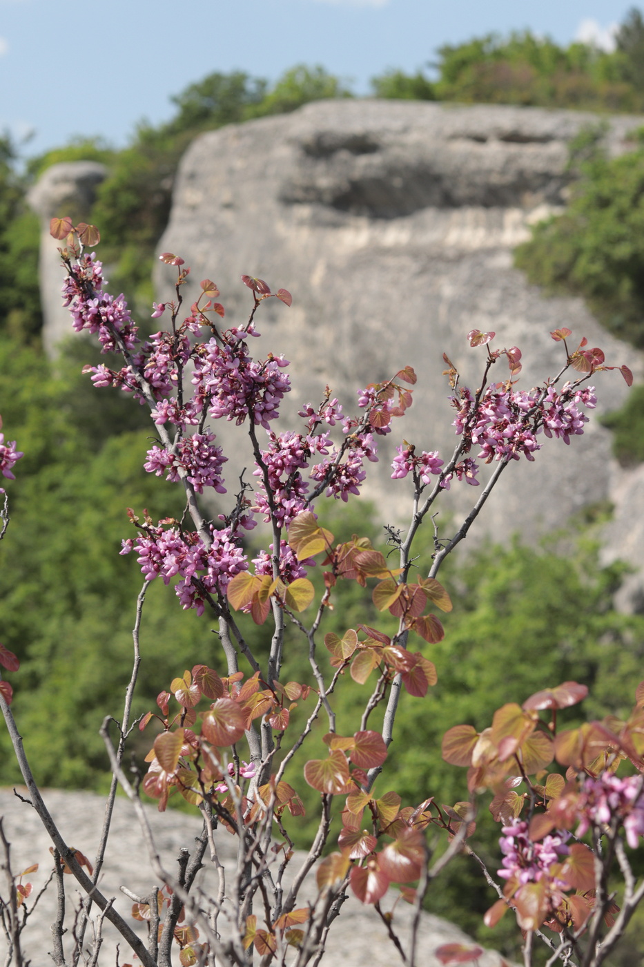 Image of Cercis siliquastrum specimen.