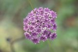 семейство Apiaceae. Соцветие. Кабардино-Балкария, долина р. Баксан, конус выноса реки Курмычи, высота 1610 м н.у.м., луг. 24 июля 2022 г.