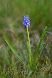 Muscari armeniacum. Цветущее растение. Краснодарский край, Туапсинский р-н, Главный Кавказский хр., окр. горы Семиглавая, высота 1400 м н.у.м., субальпийский луг. 27.05.2023.