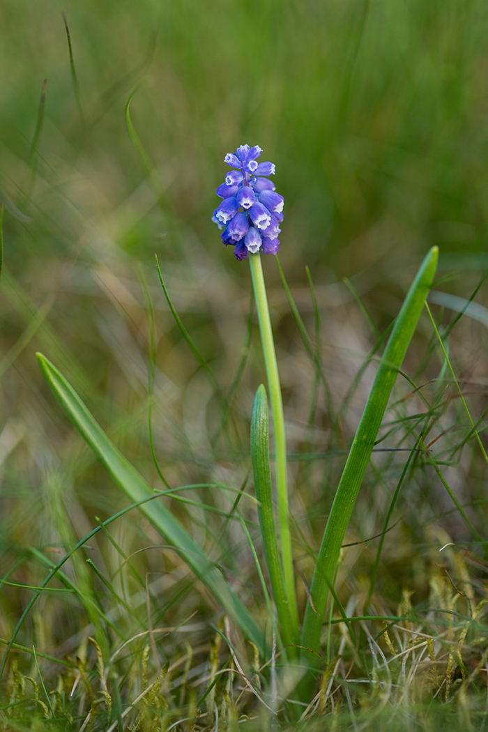 Изображение особи Muscari armeniacum.