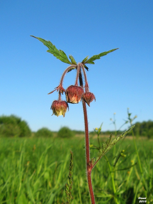 Изображение особи Geum rivale.