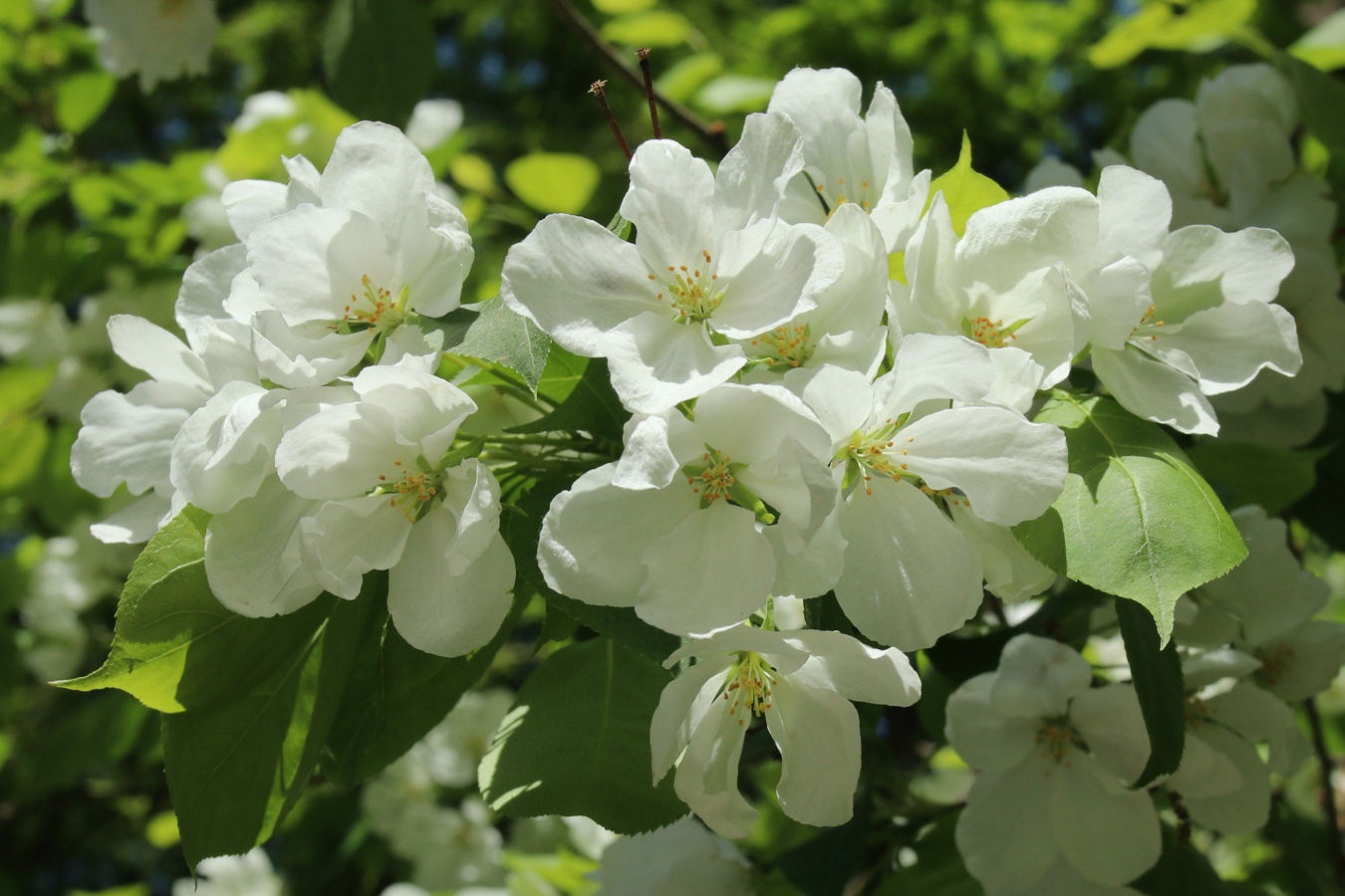 Изображение особи Malus baccata.