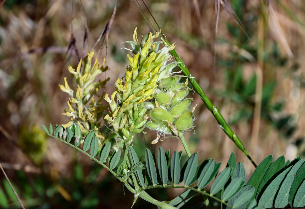 Image of Astragalus cicer specimen.