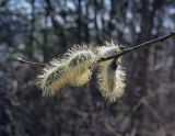 Salix caprea. Верхушка веточки с соцветиями. Пермский край, Кунгурский р-н, окр. дер. Дейково, окр. ур. Греховская гора, смешанный лес. 29.04.2023.