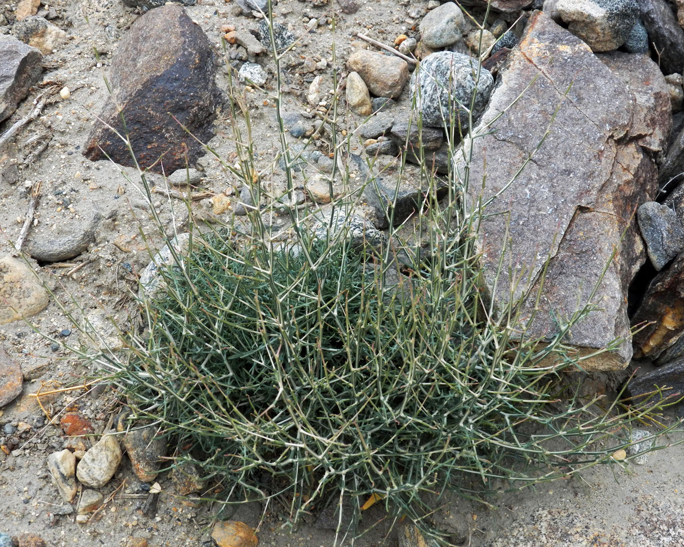 Image of Scariola orientalis specimen.