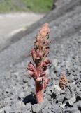 Orobanche owerinii. Верхушка цветущего растения, засыпанного щебнем (паразитирует на Crepis sonchifolia). Дагестан, Лакский р-н, окр. с. Шовкра, сланцевая осыпь. 25 июня 2023 г.