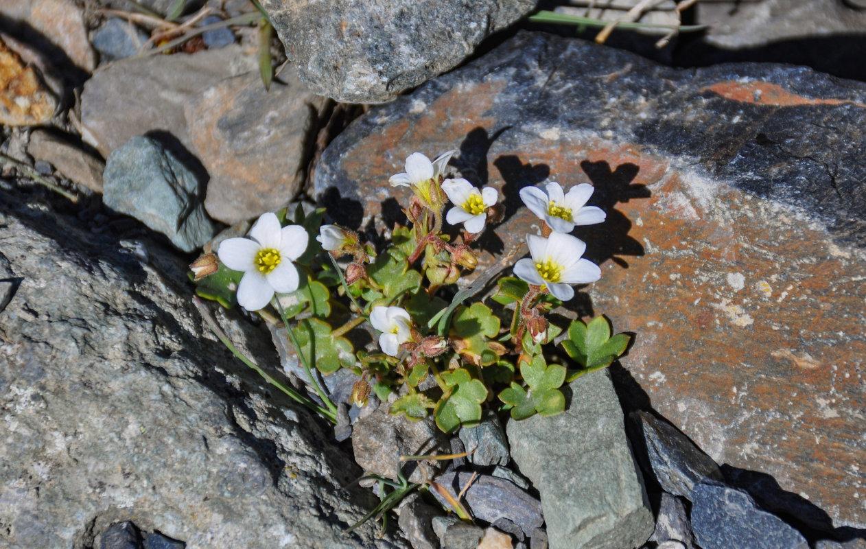 Изображение особи Saxifraga sibirica.