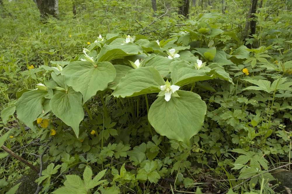 Image of Trillium &times; komarovii specimen.