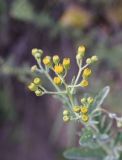 Senecio grandidentatus