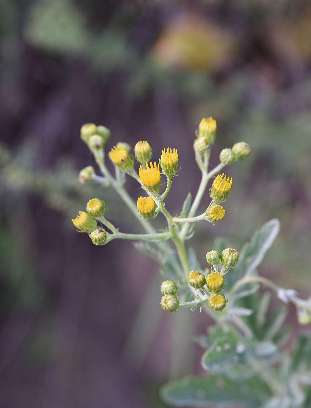 Изображение особи Senecio grandidentatus.