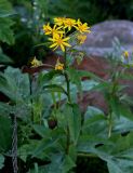 Senecio nemorensis