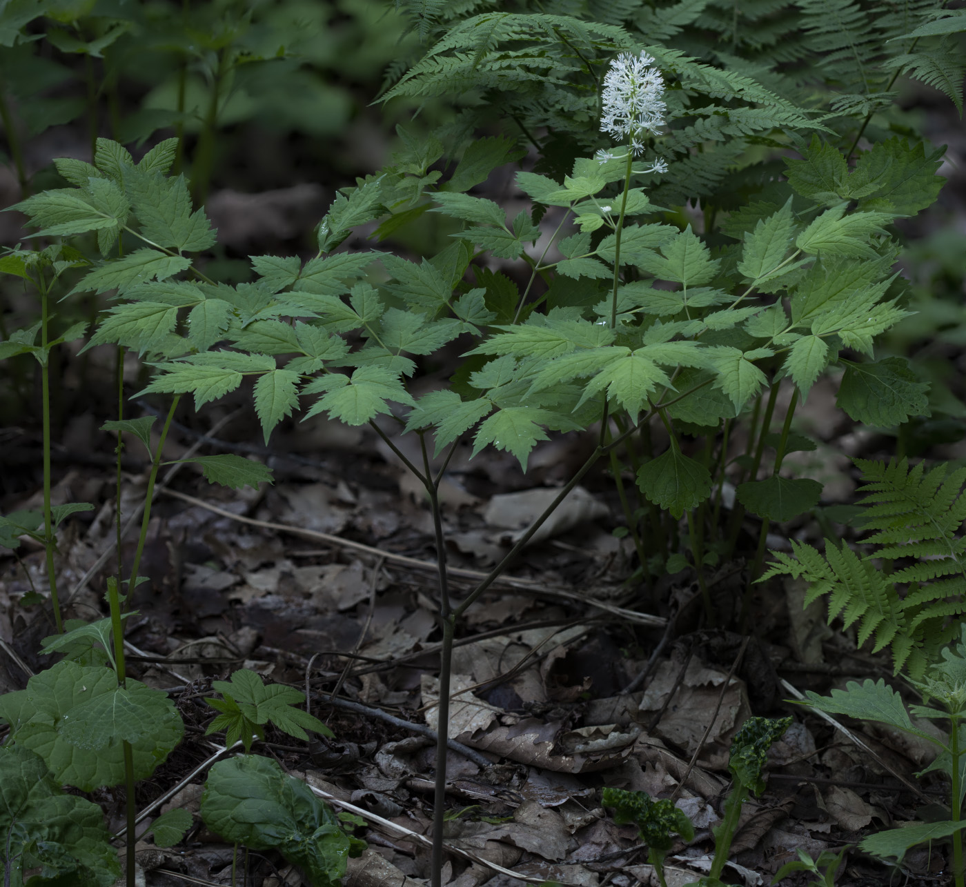 Изображение особи Actaea erythrocarpa.