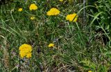 Achillea arabica. Верхушки цветущих растений. Армения, обл. Арагацотн, окр. с. Тегер, ≈ 1700 м н.у.м., луговой склон. 20.06.2022.