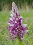 Orchis militaris. Соцветие. Ульяновская обл., Новомалыклинский р-н, окр. с. Стар. Бесовка, долина р. Б. Черемшан, местами заболоченный поросший ивняком луг. 20.05.2023.