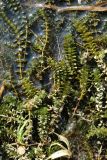 Elodea canadensis