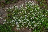 Lobularia maritima