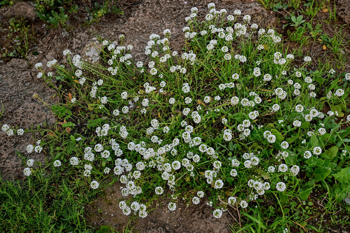 Image of Lobularia maritima specimen.