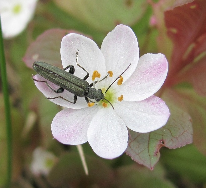 Изображение особи Trientalis europaea.