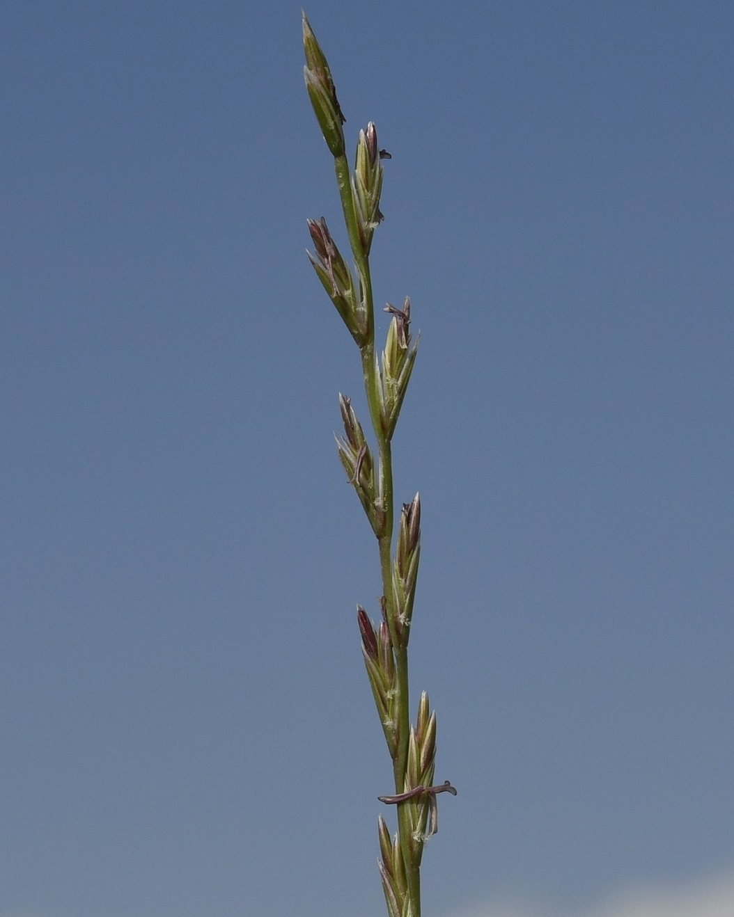 Image of Lolium rigidum specimen.