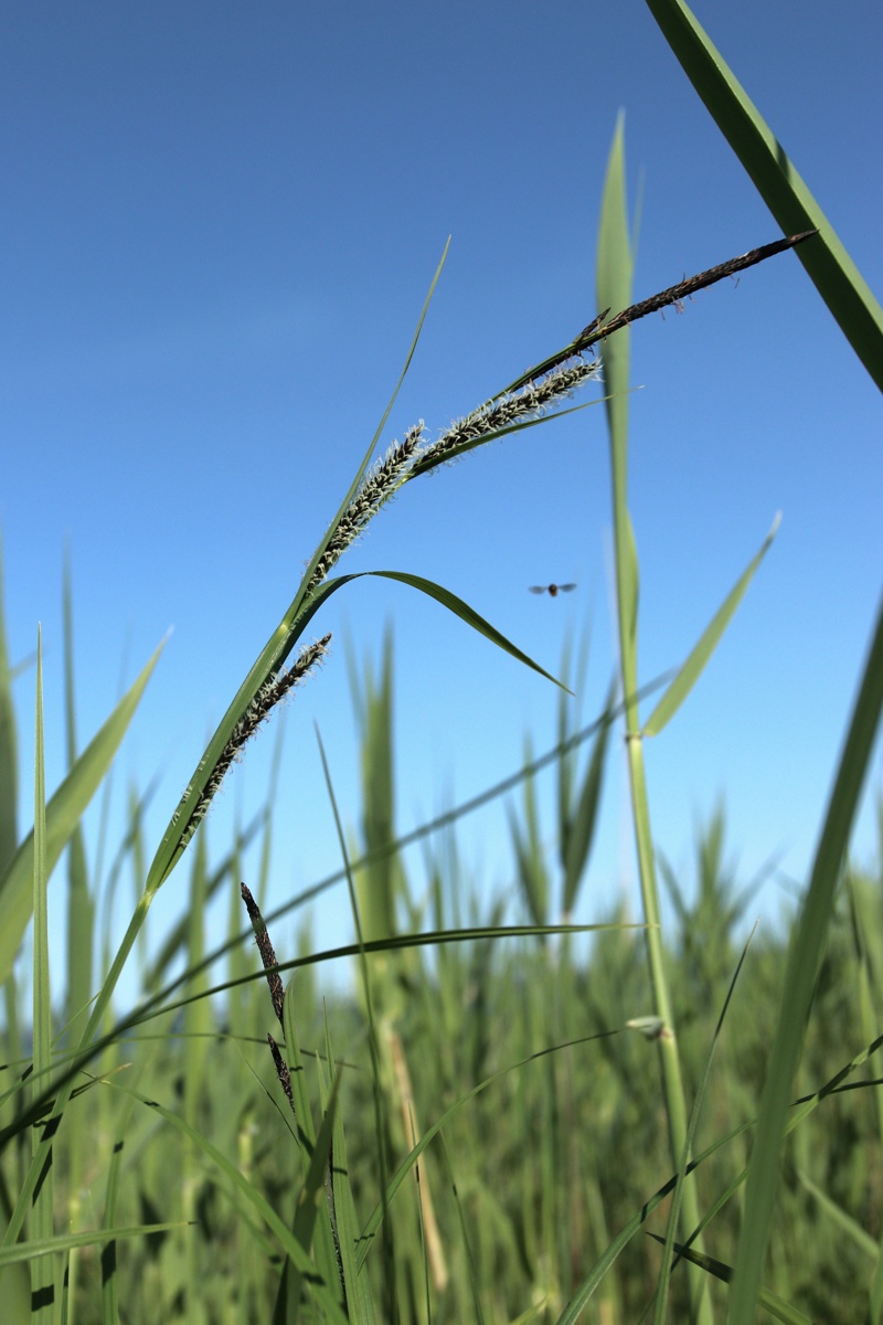 Image of genus Carex specimen.