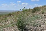 Agropyron desertorum
