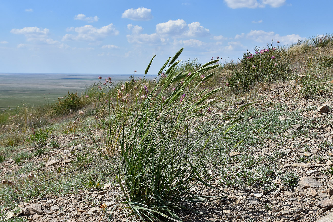 Изображение особи Agropyron desertorum.