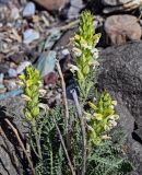 Pedicularis dubia