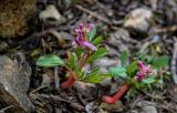 Corydalis ledebouriana. Цветущее растение. Киргизия, Джалал-Абадская обл., Западный Тянь-Шань, Чаткальский хр., перевал Кульдамбес, ≈ 2200 м н.у.м., каменистый склон, вблизи частично растаявшего снежника. 12.07.2022.