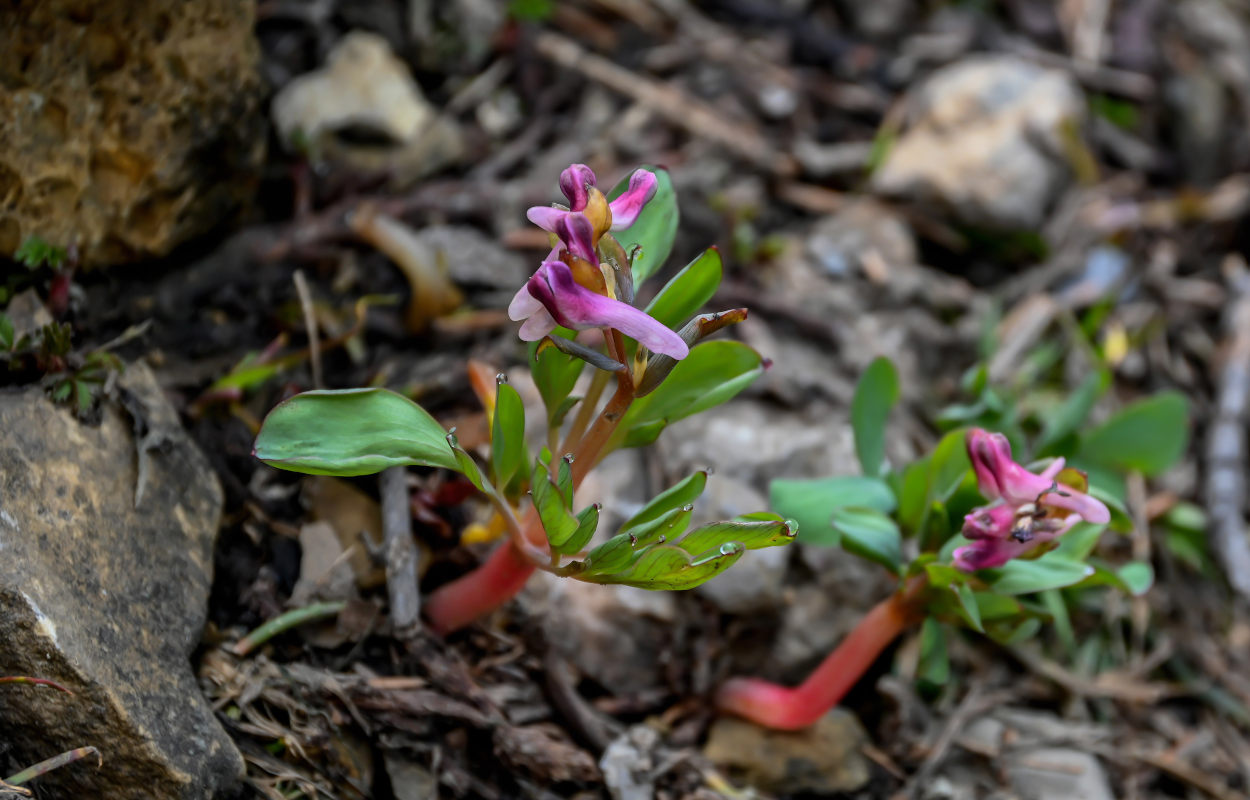 Изображение особи Corydalis ledebouriana.