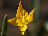 Tulipa biebersteiniana. Цветок с аномальным околоцветником, но нормальными гинецеем и андроцеем. ДНР, г. Донецк, балка Бирючья, верховье, насаждение лиственных деревьев на дне. 07.04.2024.