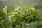 Helleborus caucasicus