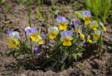 Viola tricolor. Цветущее растение. Пермский край, Краснокамский р-н, окр. пос. Оверята, залежь. 21.05.2024.