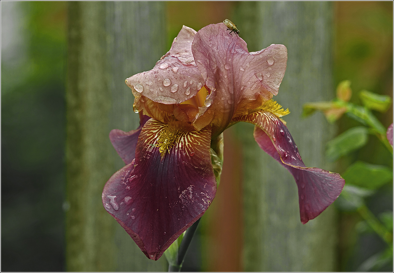 Image of Iris &times; hybrida specimen.
